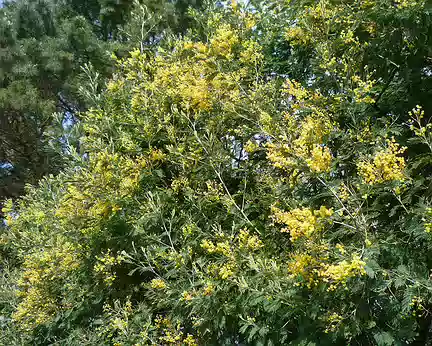 PXL039 Mimosa en fleurs